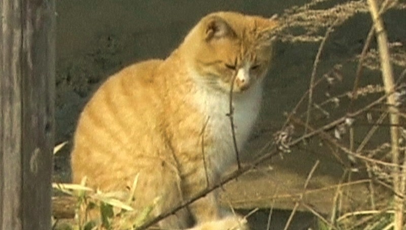 Opustená mačka v evakuovanej časti prefektúry Fukušima 